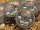 Korda Dark Matter Super-heavy Braid Hooklink