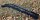 Mivardi Carbo Stick XL Carbon- Wurfrohr