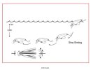Cormoran CorSLS2 3,5cm