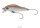 Cormoran CorSLS2 3,5cm