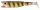 Quantum Wackelarsch  9cm 6g 4Stck Stichling