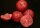 Mivardi Rapid Boilies Easy Catch- English Strawberry 950g 16mm