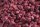Mivardi Method Feeder Pellets Krill & Robin Red