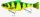 Savage Gear 3D Hard Pulsetail Roach slow sinking13,5cm 40g