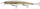 Daiwa HMKL Steez Custom Minnow 13,7cm