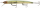 Daiwa HMKL Steez Custom Minnow 13,7cm