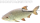 Jenzi Catch A Pike Float Rig Single Hook 7x7 12kg 60cm