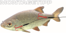 Jenzi Catch A Pike Bottom & Pop-Up Rig 7x7 12kg 60cm
