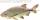 Jenzi Catch A Pike Bottom & Pop-Up Rig 7x7 12kg 60cm
