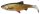 SavageGear 3D LB River Roach 18cm