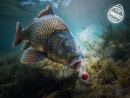 Delphin D Snax Shell Köder 14mm /30g