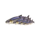 Savage Gear 4D Line Thru Whitefish 17cm 53g MS
